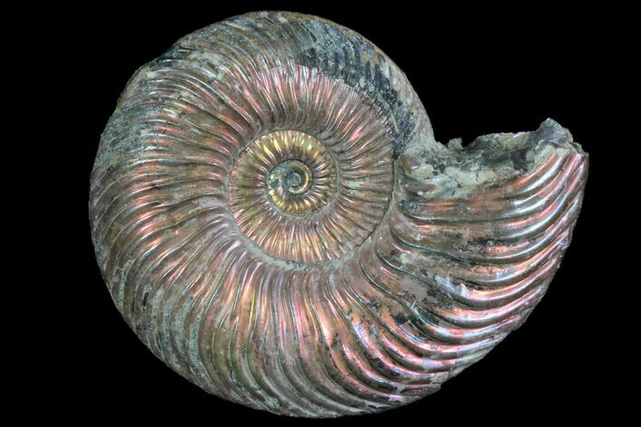 Iridescent Ammonite (Quenstedticeras) Fossil With Pyrite #78498